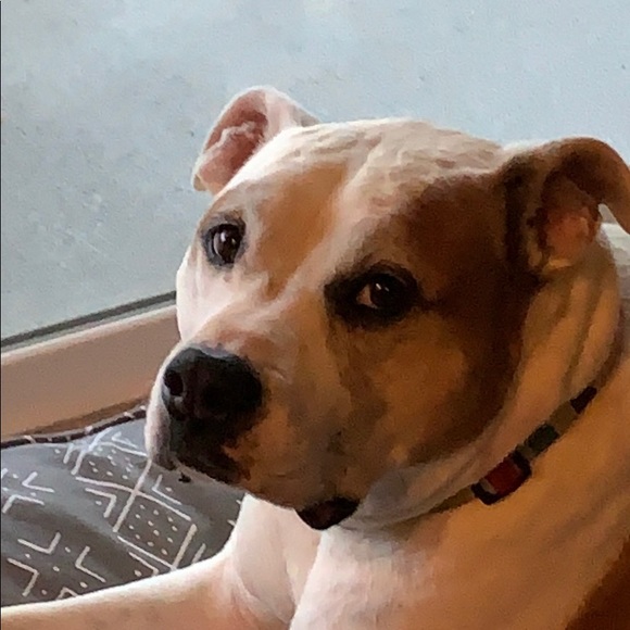 Meet your Posher, Rafael - Picture 1 of 1